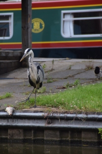 A heron approaches a fish lying on the ground next to the canal with a boat in the background. Photo by Jennifer Ratcliffe, Northwich, England 2019